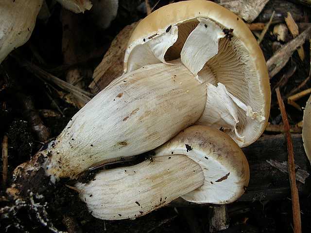 2005 :  Un anno di funghi